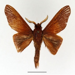 /filer/webapps/moths/media/images/M/madagascariensis_Borocera_AM_Basquin_01.jpg