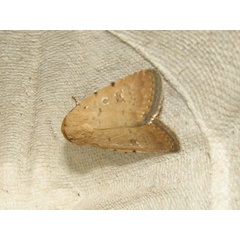 /filer/webapps/moths/media/images/B/bilimbata_Athetis_A_Goff_02.jpg