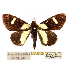 /filer/webapps/moths/media/images/L/leona_Schausia_AM_RBINS.jpg