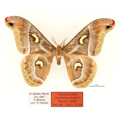 /filer/webapps/moths/media/images/M/murphyi_Epiphora_HT_RBINS_01.jpg