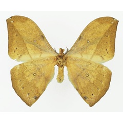 /filer/webapps/moths/media/images/N/neglecta_Pselaphelia_AM_Basquin_02b.jpg