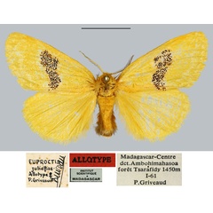 /filer/webapps/moths/media/images/J/juliettae_Euproctis_AT_MNHN.jpg