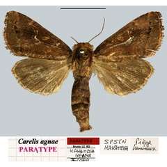 /filer/webapps/moths/media/images/A/agnae_Carelis_PTM_MNHN.jpg