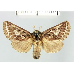 /filer/webapps/moths/media/images/L/lemairei_Teragra_HT_MNHN.jpg