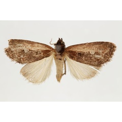 /filer/webapps/moths/media/images/A/anomala_Aspidifrontia_AT_RMCA_02.jpg