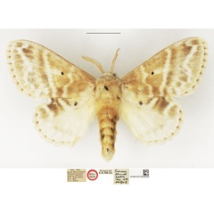/filer/webapps/moths/media/images/A/asaphes_Eucraera_AT_NHMUK.jpg
