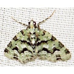 /filer/webapps/moths/media/images/B/bryophilaria_Piercia_A_Braun_07.jpg