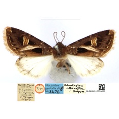 /filer/webapps/moths/media/images/A/albivitta_Odontestra_HT_BMNH_xWfLZZL.jpg