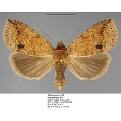 /filer/webapps/moths/media/images/P/punctum_Xylostola_AF_Fiebig.jpg