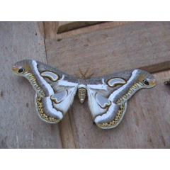 /filer/webapps/moths/media/images/M/mineti_Epiphora_A_Guyonnet.jpg