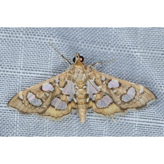 /filer/webapps/moths/media/images/Q/quadrinalis_Glyphodella_A_Heyns_01.JPG