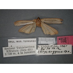 /filer/webapps/moths/media/images/C/chrysargyrea_Architosia_HT_RMCA_02.jpg