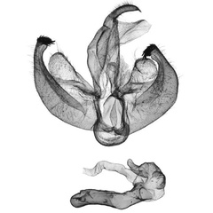 /filer/webapps/moths/media/images/B/bvumba_Birketsmithiola_GMHT_ZSM.jpg