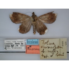/filer/webapps/moths/media/images/M/media_Tolna_HT_RMCA_02.jpg