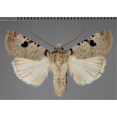 /filer/webapps/moths/media/images/M/melanephra_Lycophotia_AM_Fiebig.jpg