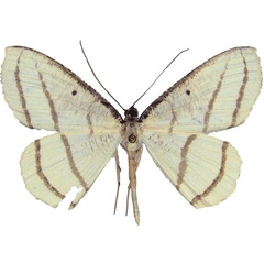 /filer/webapps/moths/media/images/A/amplissimata_Melinoessa_AM_MCJM.jpg