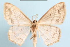 Scopula nemorivagata