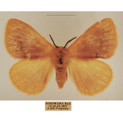 /filer/webapps/moths/media/images/R/rosea_Stenoglene_AF_TMSA_01.jpg