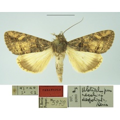 /filer/webapps/moths/media/images/D/despoliata_Ulotrichopus_PT_MSNM.jpg