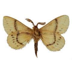/filer/webapps/moths/media/images/S/sahelica_Philotherma_HT_Basquinb.jpg