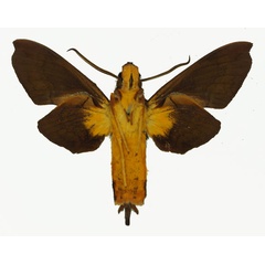 /filer/webapps/moths/media/images/I/insignis_Hypaedalea_AM_Basquin_01b.jpg