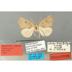 /filer/webapps/moths/media/images/P/perirrorata_Drepanogynis_HT_TMSA.jpg