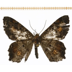 /filer/webapps/moths/media/images/F/feraliata_Chiasmia_A_DePrins.jpg