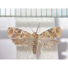 /filer/webapps/moths/media/images/V/vanillana_Lobesia_A_Bippus_02.jpg