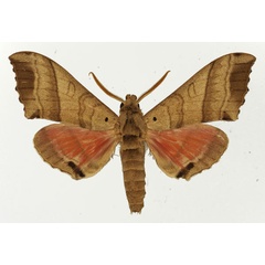 /filer/webapps/moths/media/images/R/rosea_Rufoclanis_AM_Basquin_04.jpg