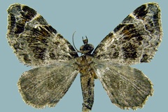 Piercia olivata