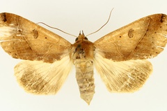Hypanua xylina