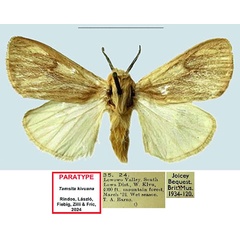 /filer/webapps/moths/media/images/K/kivuana_Tamsita_PTM_NHMUK.jpg