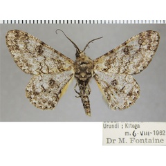 /filer/webapps/moths/media/images/N/nigrisparsalis_Cleora_AM_ZSMa.jpg