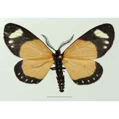 /filer/webapps/moths/media/images/L/libyssa_Cartaletis_AM_Basquina.jpg