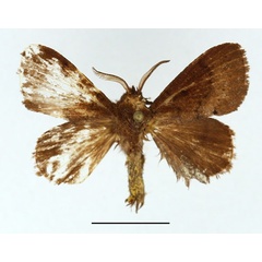/filer/webapps/moths/media/images/N/nicotiana_Endacantha_AM_Basquin.jpg