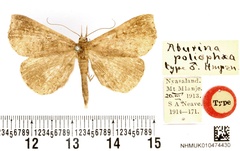 /filer/webapps/moths/media/images/P/poliophaea_Aburina_HT_BMNH.jpg