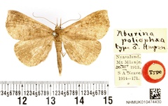 /filer/webapps/moths/media/images/P/poliophaea_Aburina_HT_BMNH.jpg