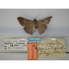 /filer/webapps/moths/media/images/P/perundulata_Euippodes_HT_RMCA_02.jpg