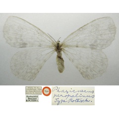 /filer/webapps/moths/media/images/P/peropalinus_Phasicnencus_HT_NHMUKa.jpg