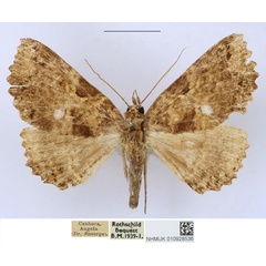 /filer/webapps/moths/media/images/E/equatorialis_Sypnoides_AF_BMNH_zAgqdWD.jpg