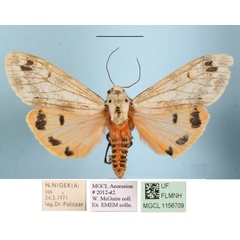 /filer/webapps/moths/media/images/Q/quadripunctata_Teracotona_AF_MGCLa_03.JPG