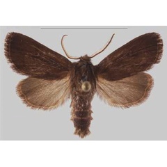/filer/webapps/moths/media/images/N/nigra_Sciomesa_HT_MNHNa.jpg