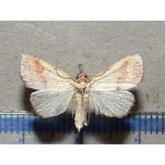 /filer/webapps/moths/media/images/D/duplicalis_Phytometra_A_Goff_01.jpg