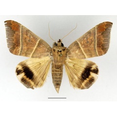 /filer/webapps/moths/media/images/O/orthogramma_Achaea_AM_Basquin.jpg