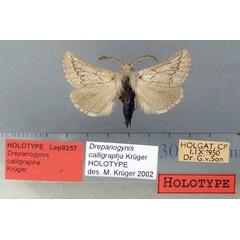 /filer/webapps/moths/media/images/C/calligrapha_Drepanogynis_HT_TMSA.jpg