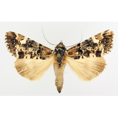 /filer/webapps/moths/media/images/N/nigricans_Ulotrichopus_AF_TMSA_02.jpg