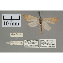 /filer/webapps/moths/media/images/L/longalis_Botys_HT_OUMNH_02.jpg