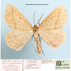 /filer/webapps/moths/media/images/I/inoffensa_Palaeaspilates_A_MGCL.JPG