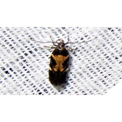/filer/webapps/moths/media/images/S/sattleri_Stegasta_A_Braun_04.jpg