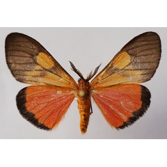 /filer/webapps/moths/media/images/P/pyrilampes_Barlowia_AM_Stroehle.jpg